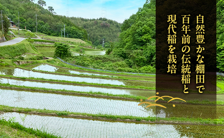 米 食べ比べ セット 棚田米 朝日 にじのきらめき無洗米 米 食べ比べ セット【 精米 8kg(2kg×各2袋)】【先行受付令和8年産】