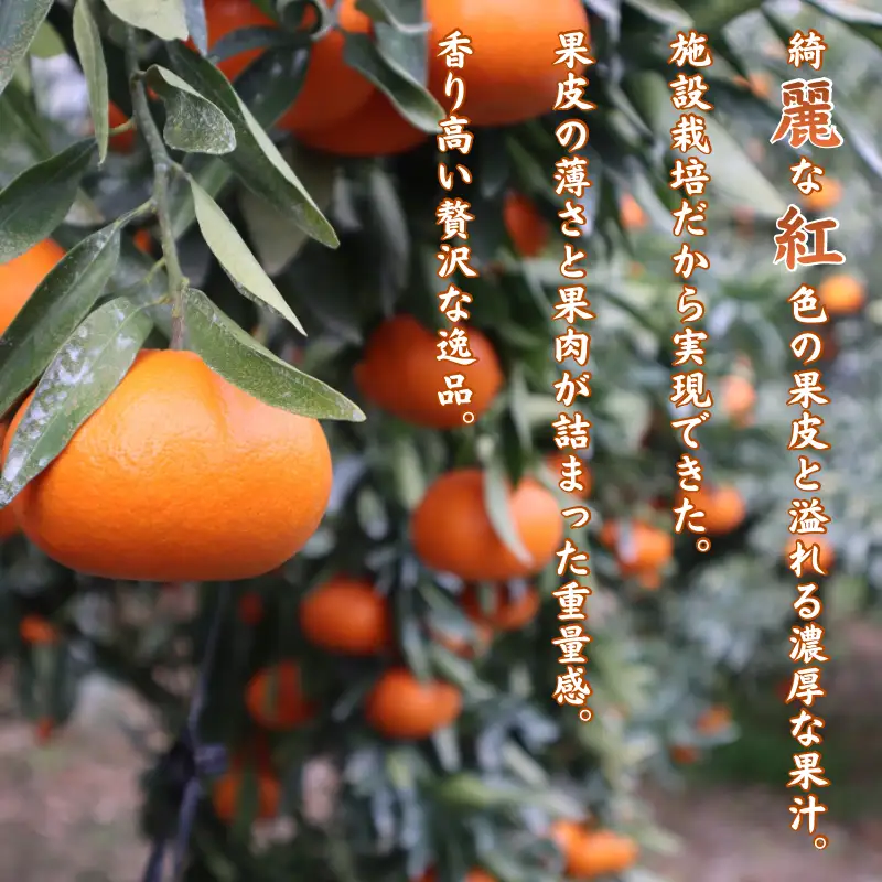 『予約受付』【令和9年1月下旬より順次発送】農家直送！施設育ちの希少柑橘 麗紅(箱込み2.5kg)