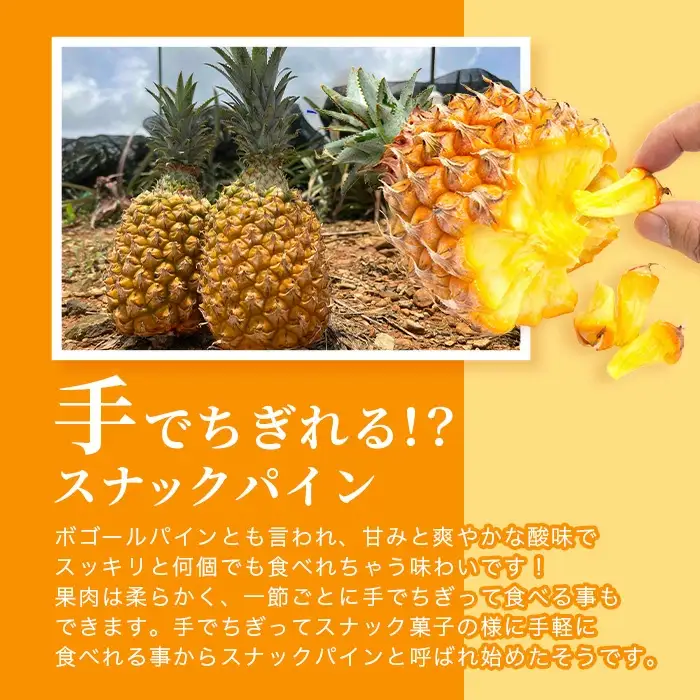 ＜数量限定＞《2027年4月上旬以降発送》お試し用 爽香果 スナックパイン 2玉 約1.4kg
