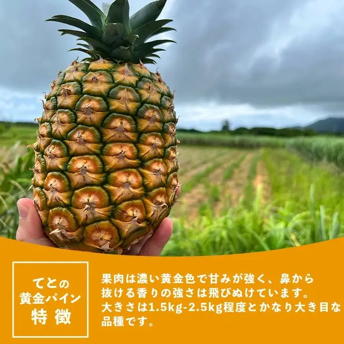 お試し用 完熟黄金 てとの黄金パイン 1玉 約1.4kg
