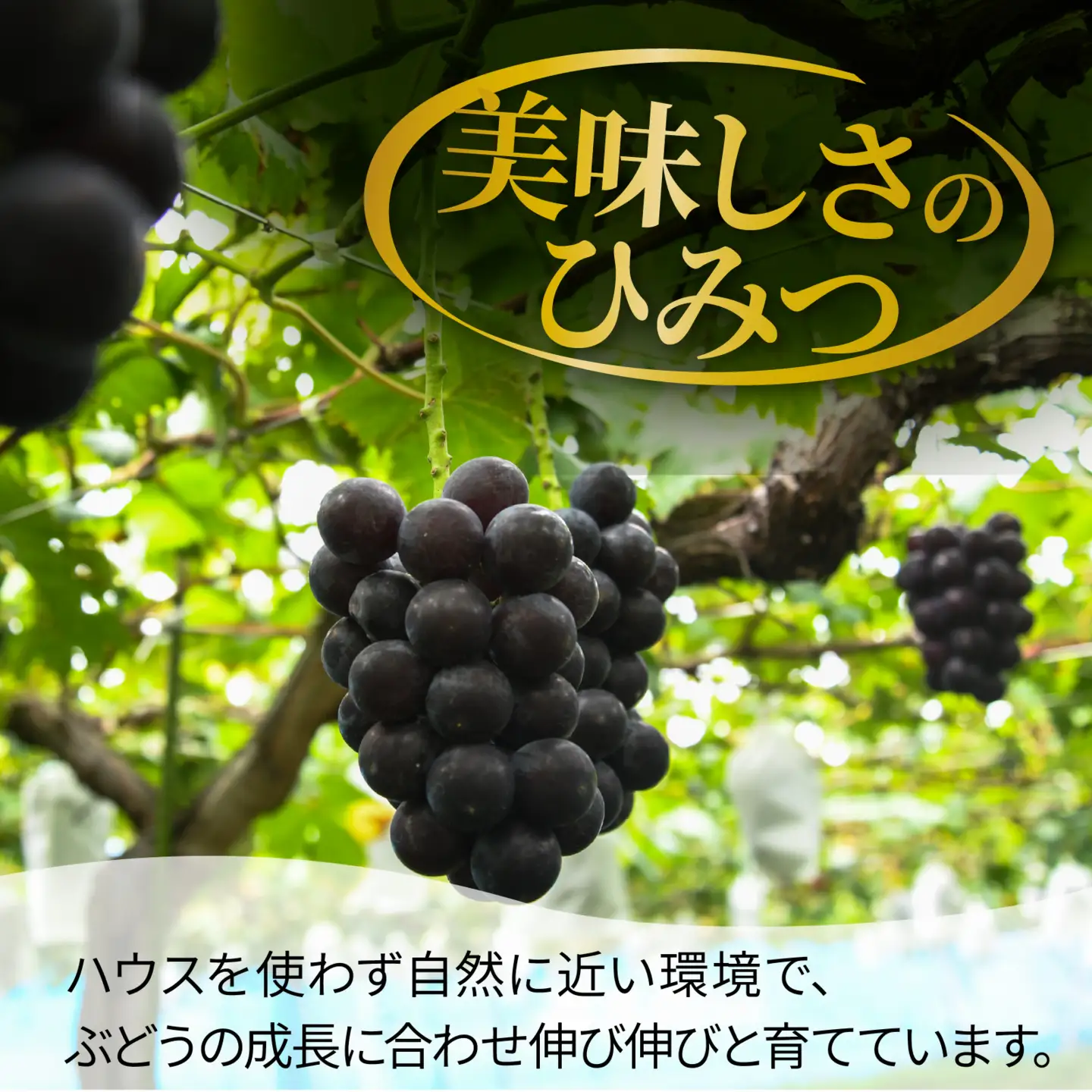 【先行予約】ぶどう 藤稔 種なし 1kg以上（1～3房）  | ぶどう 葡萄