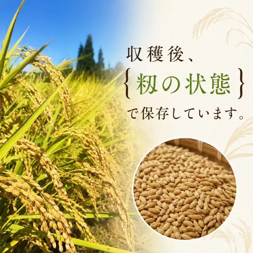 ＜白米＞コシヒカリ6kg（3kg×2）農薬不使用 化成肥料不使用 除草剤不使用【024-22】