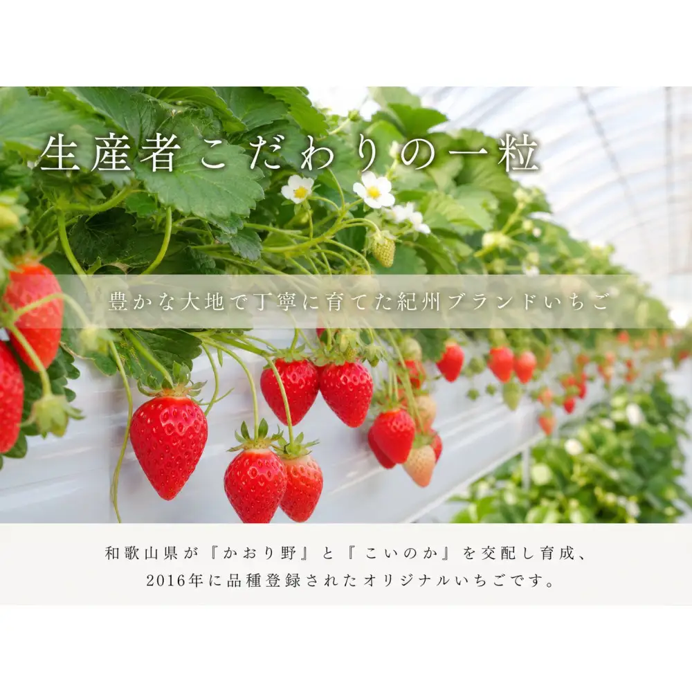 紀州和歌山ブランドいちご「紀の香」約250g×4P ［UT143］