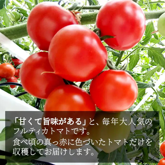 予約品※2026年7月～8月発送 フルーツのように甘い フルティカトマト 2kg 令和7年度産 ※予約商品※ 割れ保障付 数量限定 高評価 トマト 中玉 野菜 人気 新鮮 産地直送 甘い 高糖度 完熟 リコピン ビタミン 美容 美肌 ミニトマト 7000円 7,000円