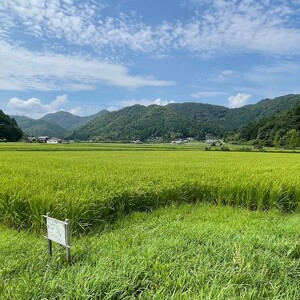 丹波篠山 コシヒカリ 2kg×3 でかんしょ米 令和7年産 コシヒカリ