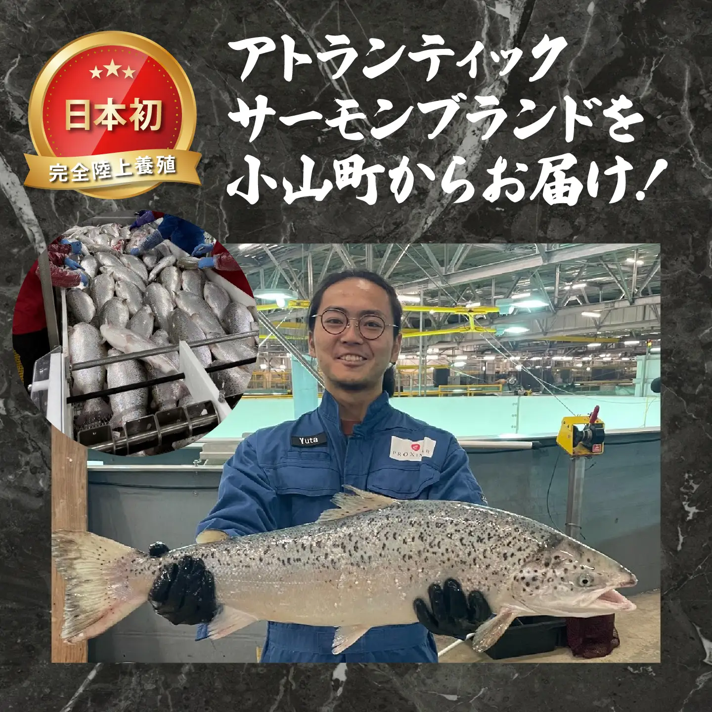 サーモン 訳あり 約1kg 国産サーモン