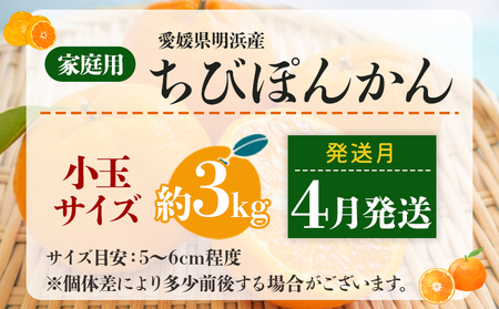 ＜愛媛明浜産 ちびぽんかん 約3kg 4月発送＞ 果物 フルーツ みかん ミカン 蜜柑 柑橘 ポンカン 小玉サイズ 生産量全国1位 おいしい 特産品 渡江から一歩を踏み出す会 愛媛県 西予市 【常温】ATI0041_04