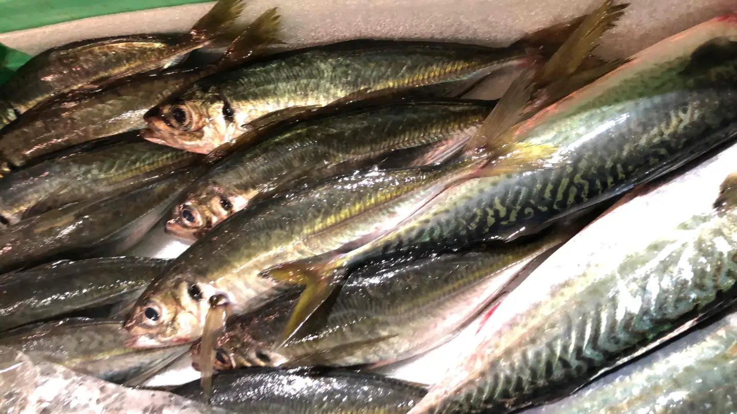 竹中水産の真鯖5キロ!【F22-241】【配送不可地域：離島・北海道・沖縄県・東北・関東・信越、北陸・東海・九州】【1073402】 YWTM059
