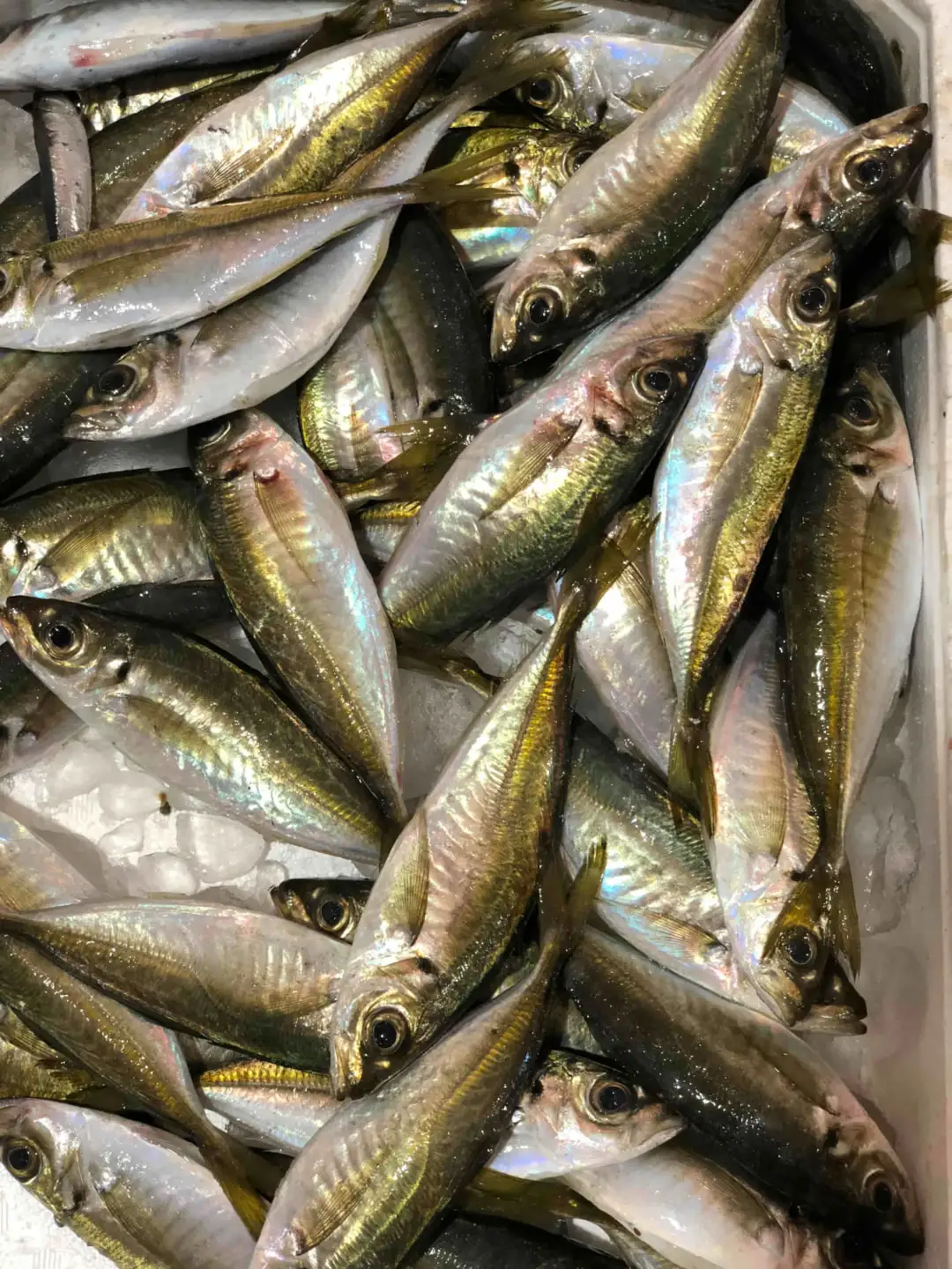 竹中水産の「宇和海産小アジ」約3キロ!【C22-259】【配送不可地域：離島・北海道・沖縄県】【1075511】 YWTM077