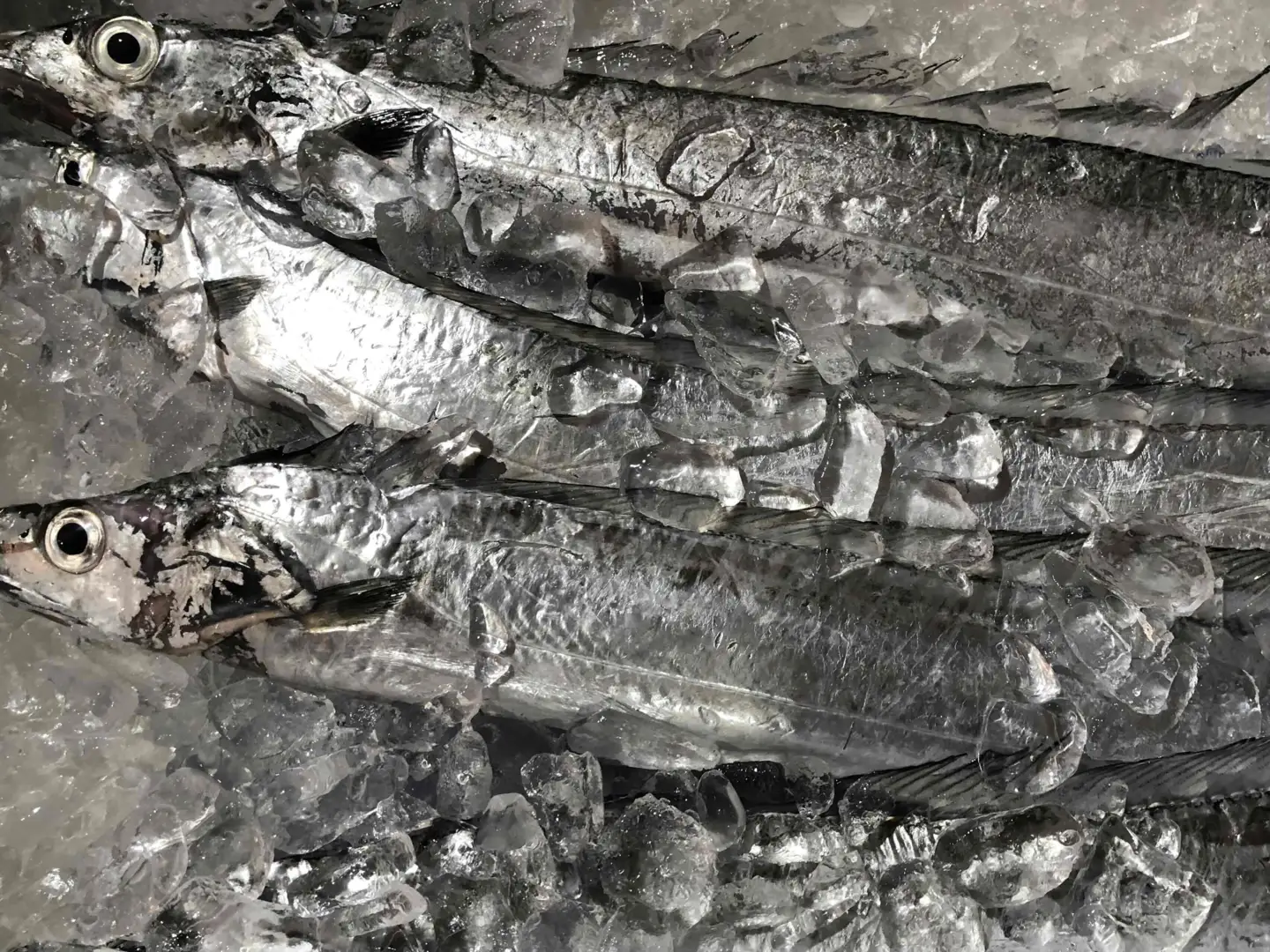 竹中水産の「釣の太刀魚」　約2キロ!【F22-264】【配送不可地域：離島・北海道・沖縄県】【1078740】 YWTM082