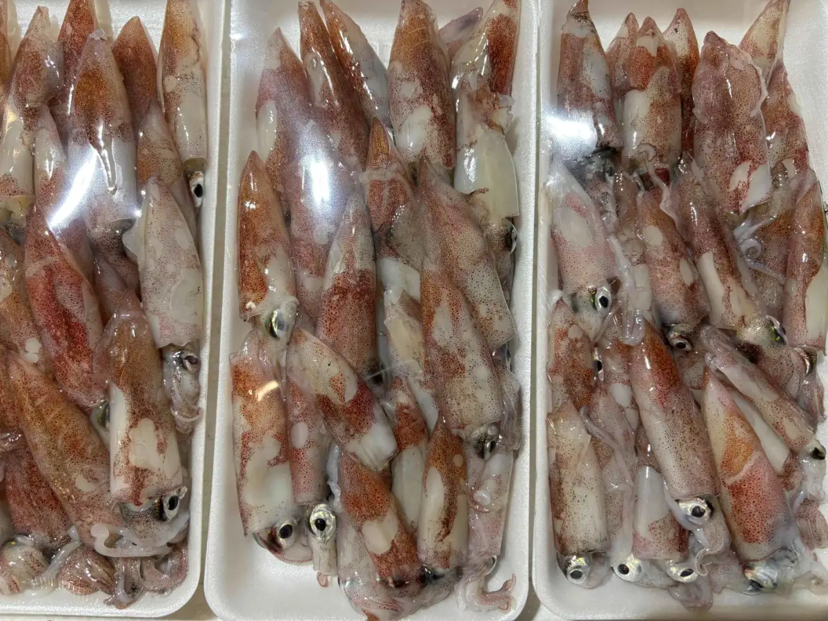 竹中水産のバラスルメ2kg(小小サイズ)【D22-223】【配送不可地域：離島】【1115290】 YWTM041
