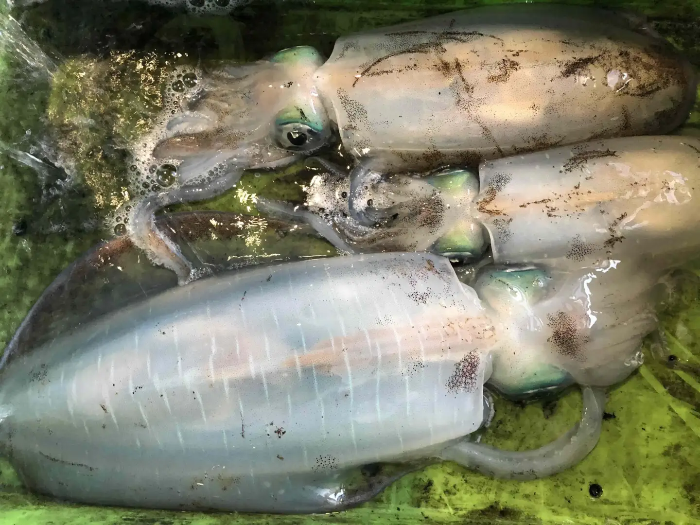 【先行受付】竹中水産のアオリイカ2kg前後!(±100g)【H22-273】【配送不可地域：離島】【1143921】 YWTM090