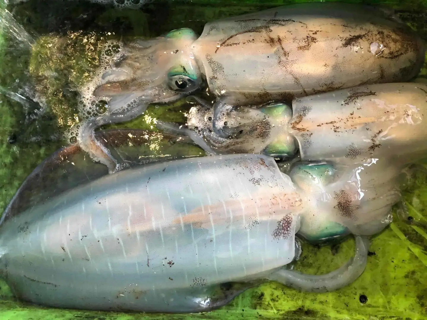 竹中水産のアオリイカ1kg前後!(±100g)【D22-274】【配送不可地域：離島】【1143922】 YWTM091