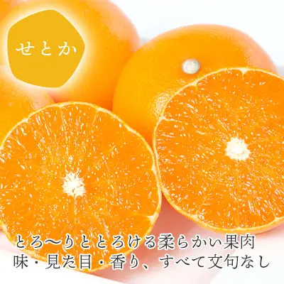 【先行受付】 とろける濃厚柑橘 せとか ギフトボックス入り【E25-98】【1360096】 YWTAP049