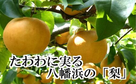 八幡浜の梨、果汁たっぷり!!「豊水」4キロ【D39-37】【配送不可地域：離島】【1316567】 YWTF017