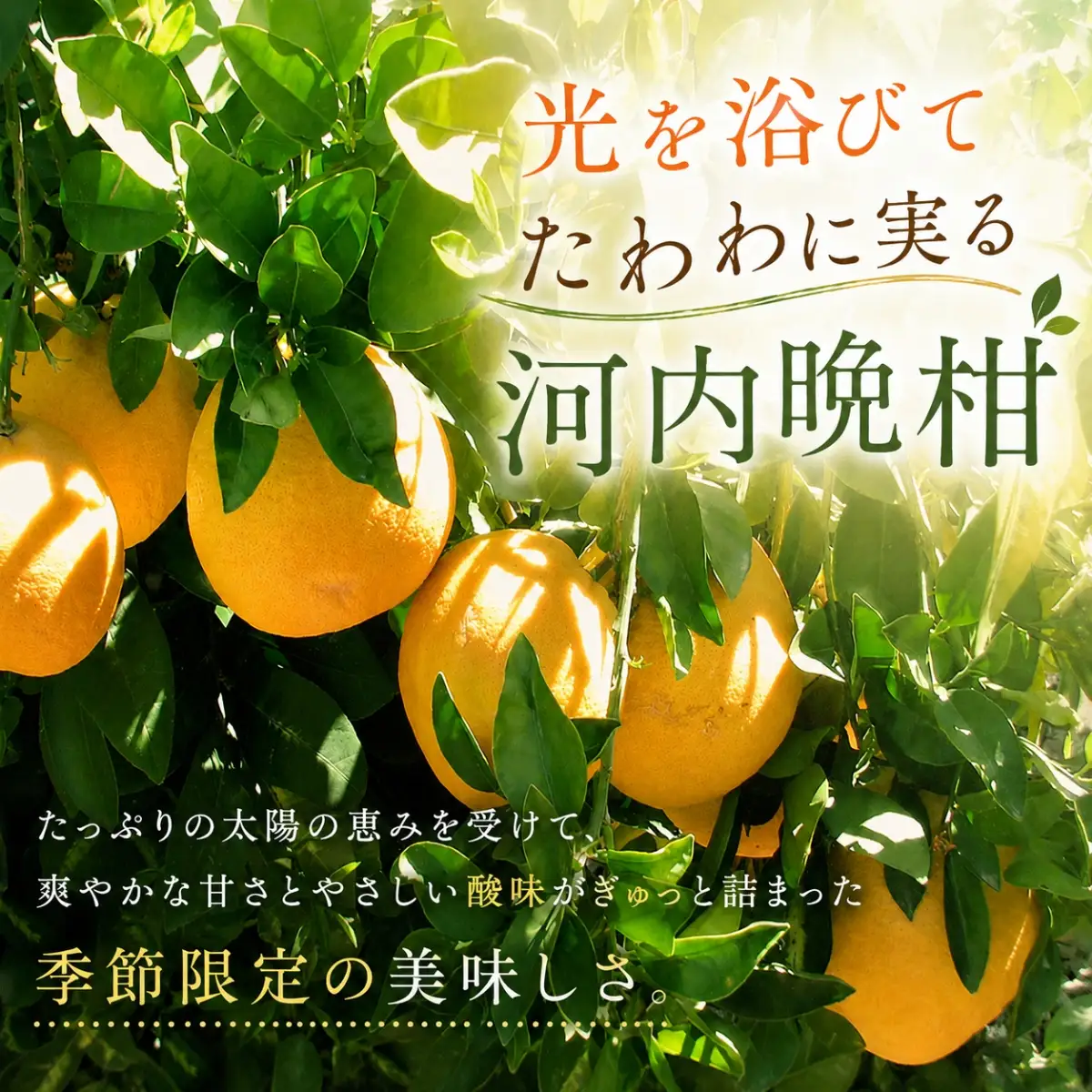 【先行受付】爽やかでみずみずしい!初夏のジューシー「河内晩柑」約5キロ【C39-81】【配送不可地域：離島】【1639646】YWTF056