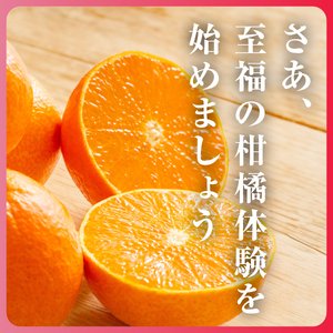 【先行受付】【冬限定の贅沢】ゼリーのような果肉!頂まどんな 2kg【D31-54】【1660046】 YWTAC043