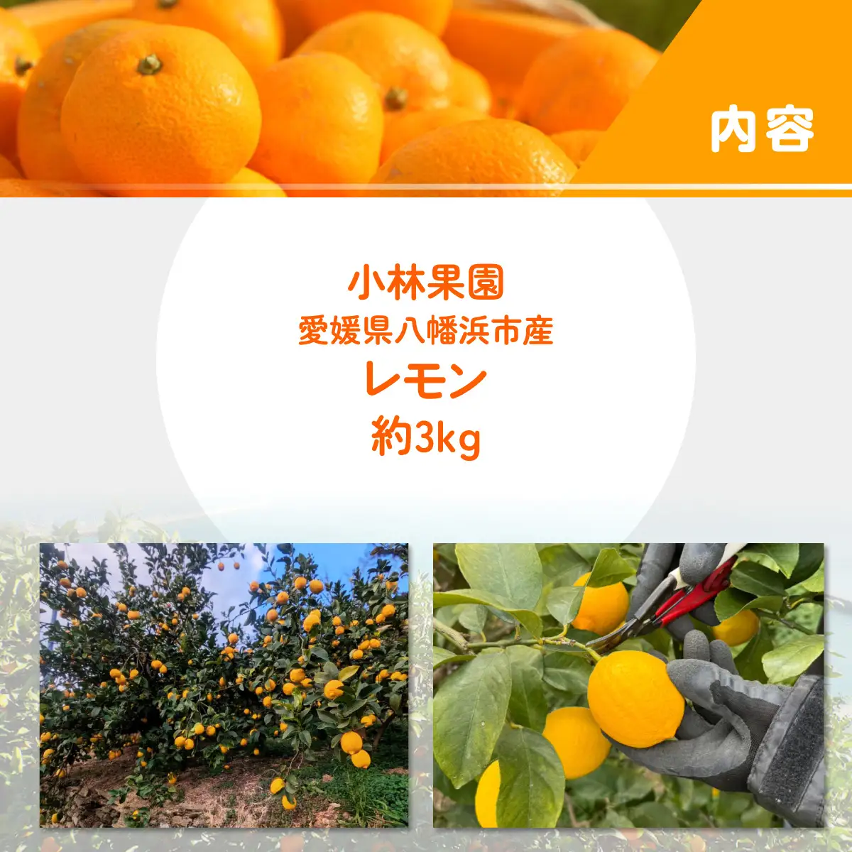 【先行受付】愛媛県八幡浜市産 柑橘農家が育てたレモン 約3キロ【C24-40】【1712455】 YWTAD031