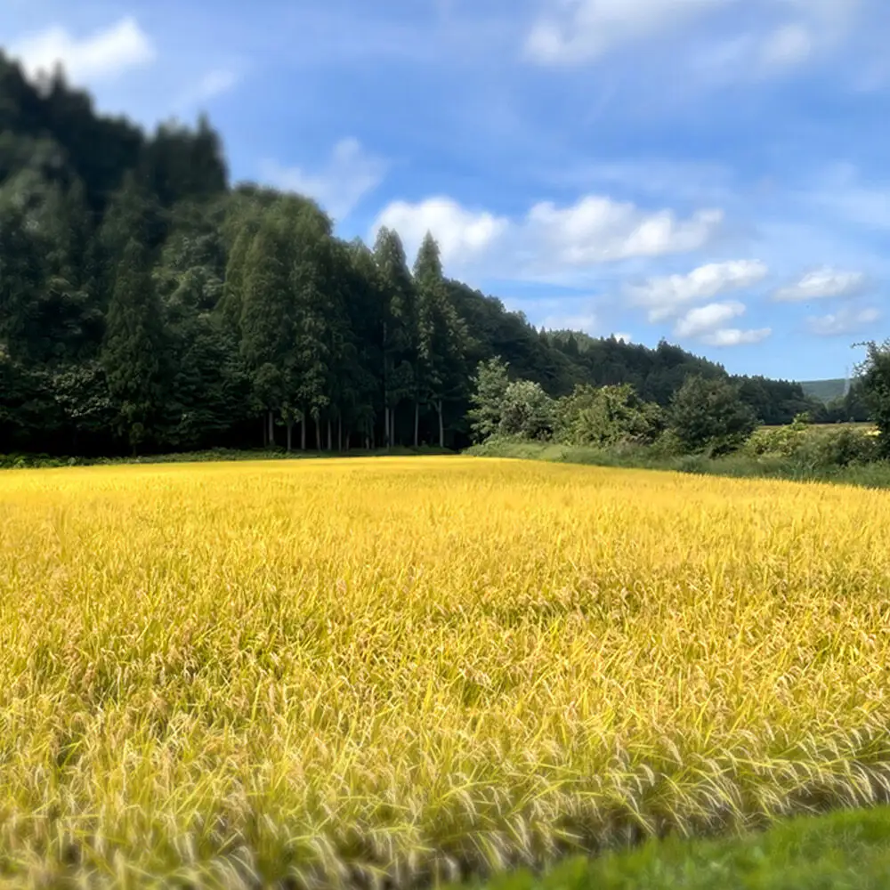 玄米 まっしぐら 青森県産 令和8年産 10kg (10kg×1袋）十和田市産