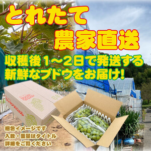 農家直送 鳥取いとう園芸産 シャインマスカット 2房で約1.2kg