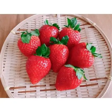 【2026年12月以降順次発送】長野県産 いちご おまかせ 6パック【約1.2kg】【配送不可地域：離島】【1705366】