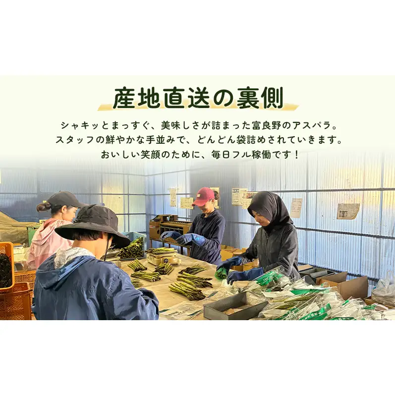2027年春発送！ふらの グリーンアスパラ 約1.5kg [ 数量限定 先着順 アスパラ アスパラガス 野菜 新鮮 直送 北海道 富良野 ]