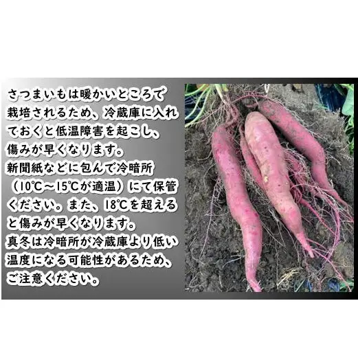 8-005-003　さつまいも（シルクスイート）2kg【マルゼン佐藤果樹園】