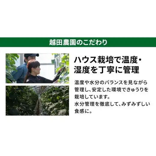 シャキッと美味しい！ 瀬戸内産 きゅうり 約2kg 【2026年 9月以降発送】 