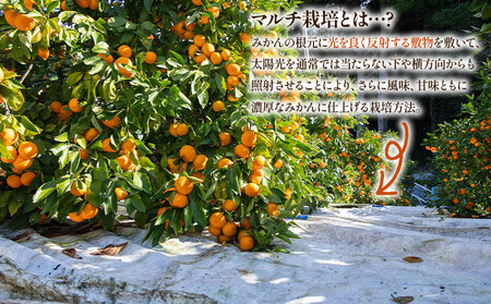 【３回定期便】みかん 5kg 柑橘詰合せ 先行受付 みかん Wmn-0018