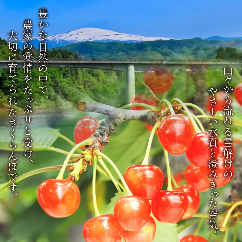FYN6-633 ≪2027年先行予約≫ご家庭用 山形県産 品種おまかせ さくらんぼ(佐藤錦・紅秀峰など) 1.44kg(180g×8パック) 丸秀品 L以上 フードパック詰め 2027年6月中旬から順次発送 果物 くだもの フルーツ サクランボ チェリー 自宅 家庭 産地直送 山形県 西川町 月山
