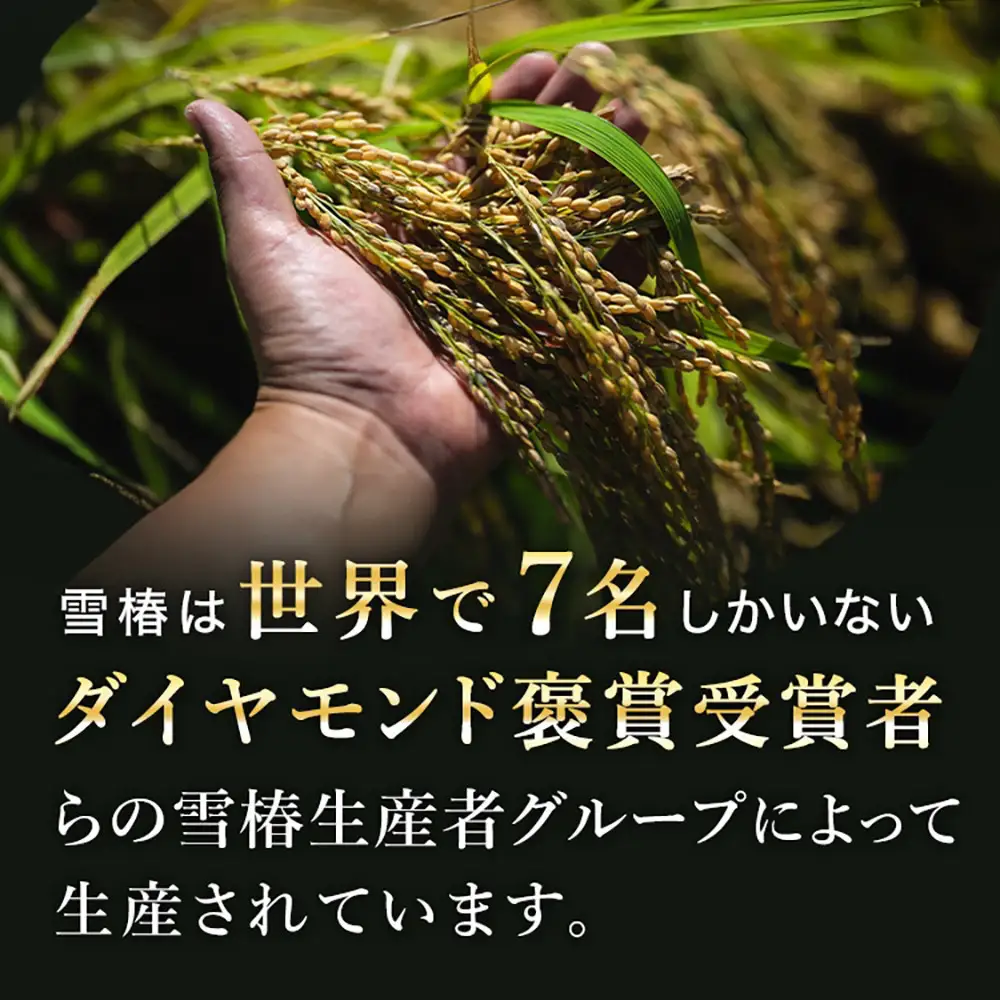 【定期便 12ヶ月】【令和8年産】魚沼産コシヒカリ 雪椿 10kg(5kg×2袋) × 12回 特別栽培米