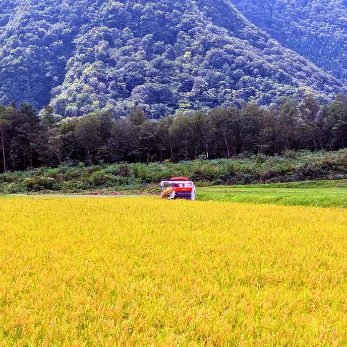 【数量限定】大山の水で育てた関金町産 コシヒカリ 5kg