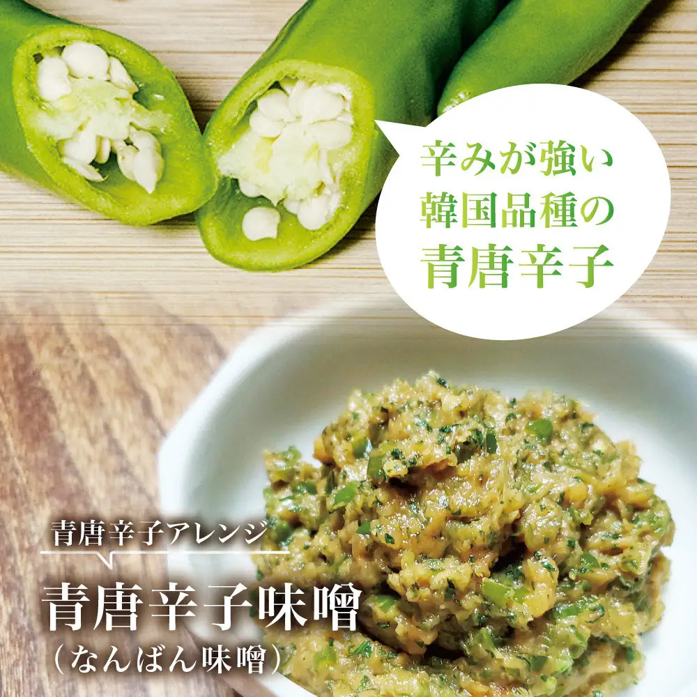 【宮城県産】生青唐辛子 龍の尾 1.5kgセット（500g×3袋）7月末頃より順次発送 激辛韓国品種 西根の森｜太良衛門