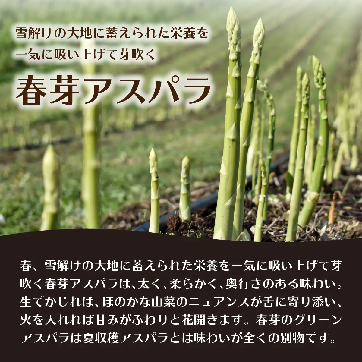 【先行予約】【2027年4月中旬頃より発送】【訳あり】朝採りグリーンアスパラ（春芽）S-M混合 約1.5kg 北海道壮瞥町産 SBTAJ039