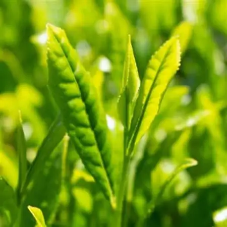 【先行受付:令和9年度産新茶発送】特別栽培-掛川深蒸し茶　80g×5袋セット【配送不可地域：離島・沖縄県】【1600000】