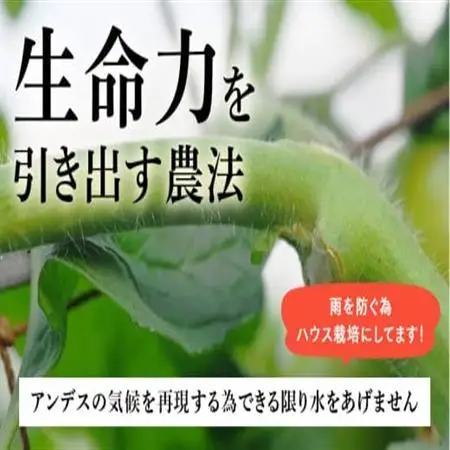 【先行受付2027年発送】美味しんぼに登場　トマト「桃太郎」大箱 16玉～25玉　特選　糖度9度以上【配送不可地域：離島・沖縄県】【1604229】