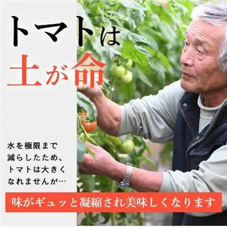 【先行受付2027年発送】美味しんぼに登場　トマト「桃太郎」大箱 28玉～42玉　特選　糖度9度以上【配送不可地域：離島・沖縄県】【1604235】