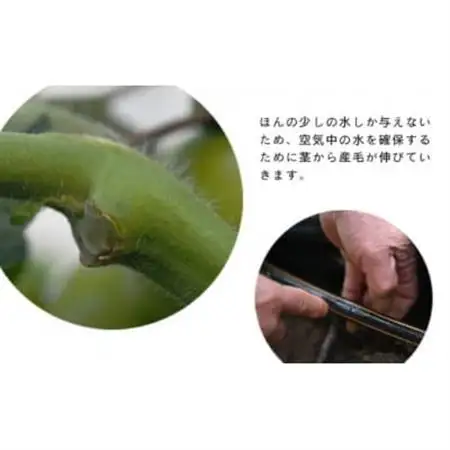【先行受付2027年発送】美味しんぼに登場　トマト「桃太郎」大箱 12玉～20玉　特選　糖度9度以上【配送不可地域：離島・沖縄県】【1604237】