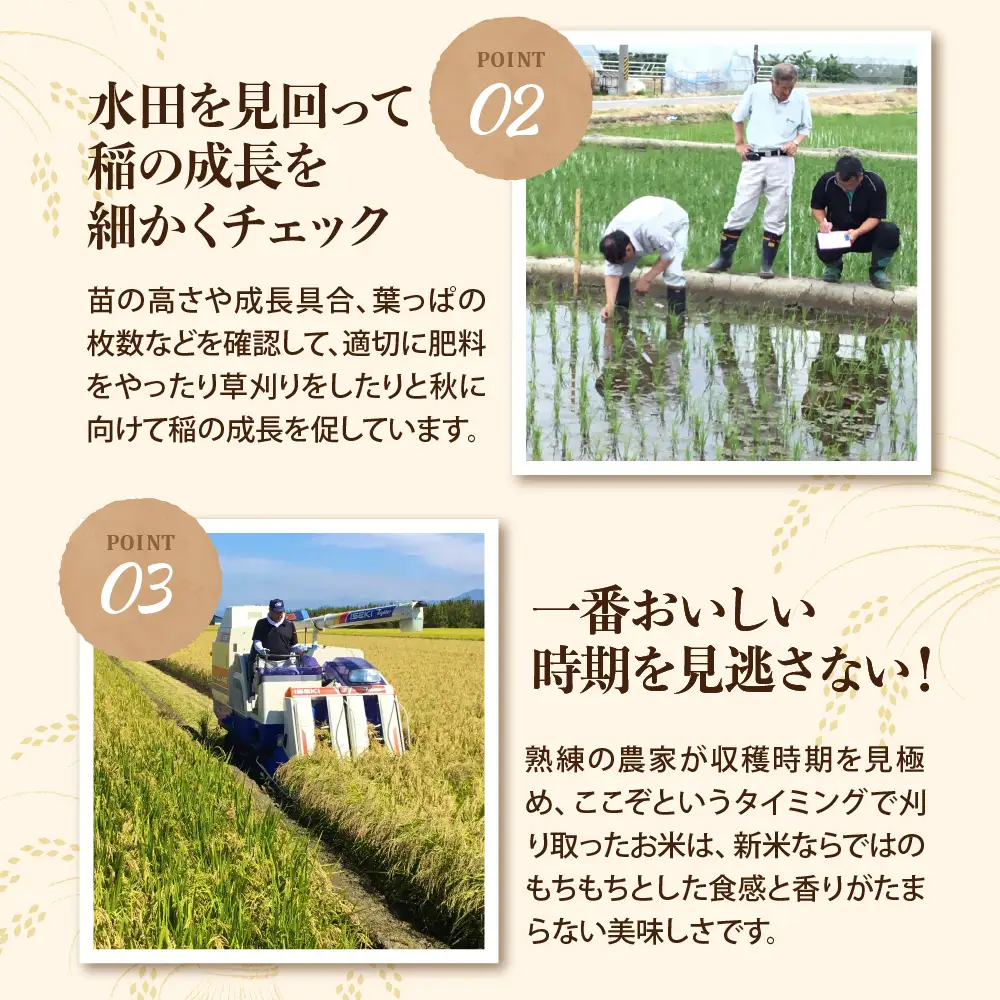 【令和8年産米】2027年6月下旬発送 雪若丸10kg（5kg×2袋） 山形県産 【米comeかほく協同組合】 ka024-052d-r8-063