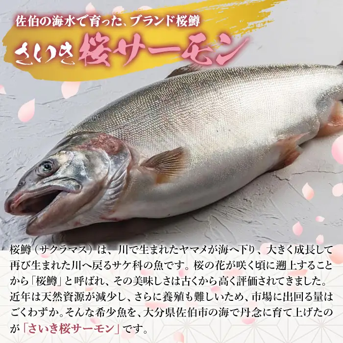 さいき 桜 サーモン フィーレ (1尾分・約500g) 期間限定 冷凍 サクラマス 刺身 ムニエル お味噌汁 お鍋 国産【GP013】【高瀬水産】
