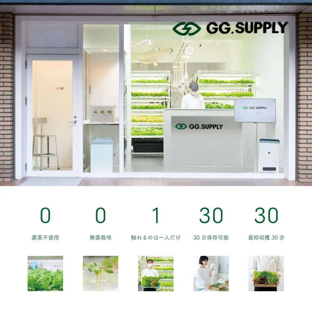 【2回定期便】常備野菜5種詰め合わせ│ドレッシング要らず 一ヶ月日持ち 洗わずそのまま 付け合わせ専用 ミディアムリーフ 5つ星ホテル採用
