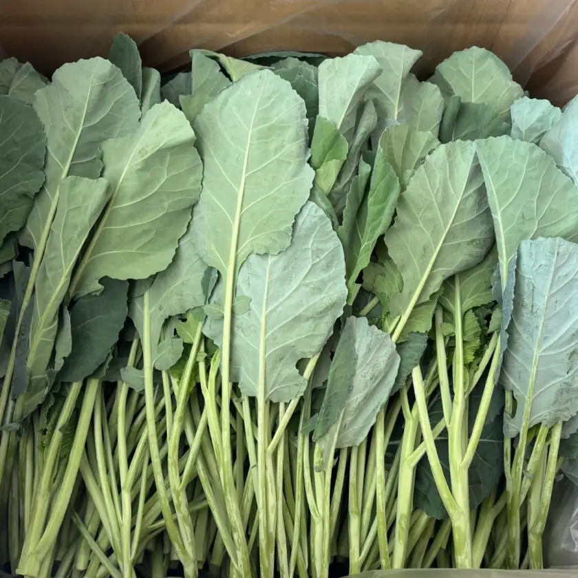 【訳あり】ソフトケール 1kg【TV紹介で大好評】おいしさで、ケールに革命を。【配送不可地域：離島】【1726973】