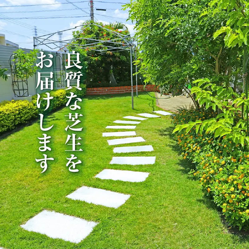 【10月から5月に発送】 タマリュウマット KN177-002 庭 芝生