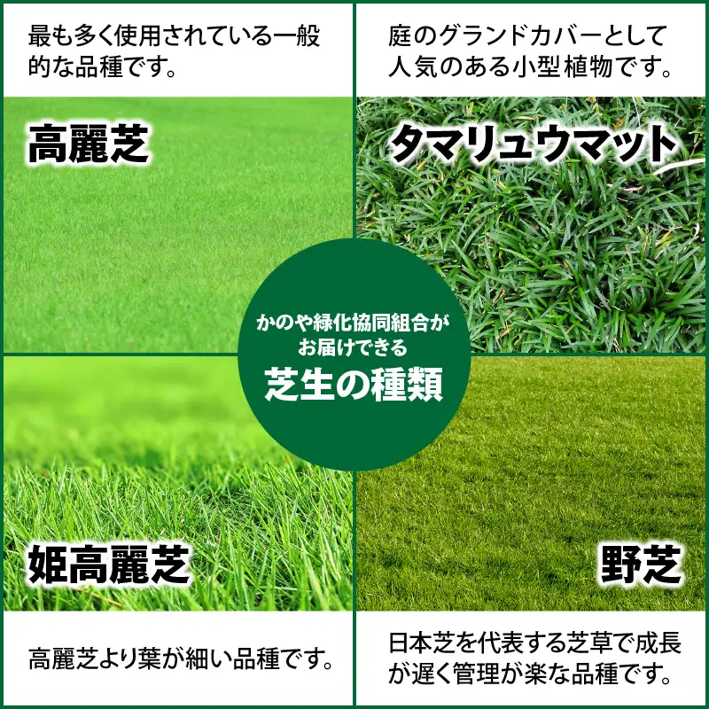 【10月から5月に発送】 姫高麗芝（10平方メートル） KN177-004-02 庭 芝生