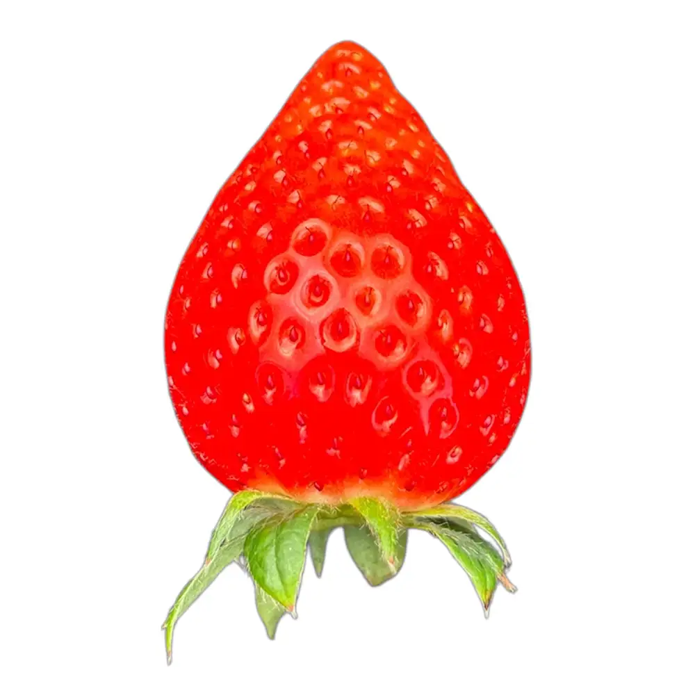 【先行予約】MIYA FARM いちご（品種：かおりの）12粒入り×4パック 合計 48粒 ※北海道・沖縄・離島への配送不可 ※2026年12月中旬～2027年5月下旬頃に順次発送予定