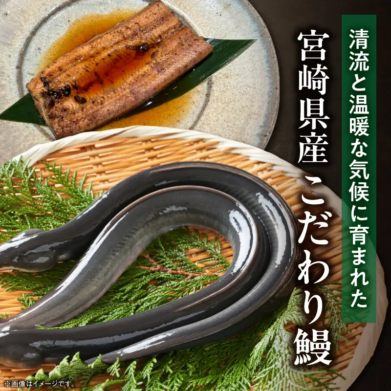 うなぎ 煮鰻 うなぎ[国産 4パック 小料理ひゅう 400g]