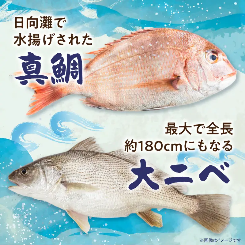 「小料理ひゅう」日向灘獲れ真鯛とニベの西京漬け