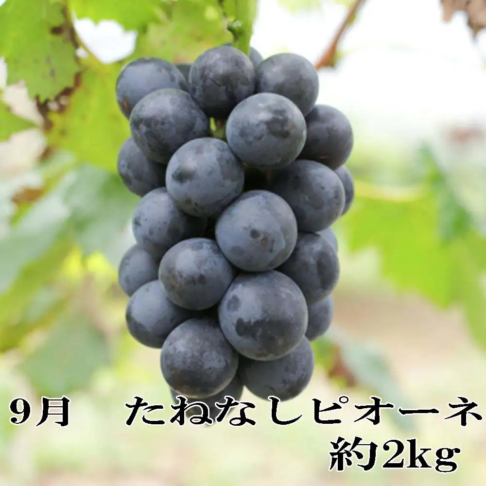 【定期便全3回】産直・和歌山フルーツ定期便（桃・ピオーネ・有田みかん）【tkb413】