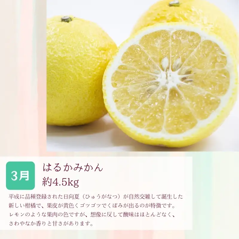 定期便全3回 【2月・3月・4月発送】 和歌山の春の柑橘 （ポンカン・はるか・ブラッドオレンジ）秀品【tkb452】