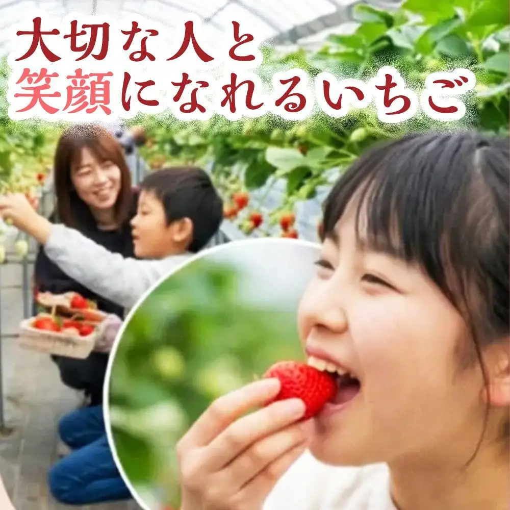【朝採れ直送のご褒美苺】季節のいちご詰合せ 3パック(1パック約12～18個) いちご 果物 フルーツ 大粒 濃厚 産地直送 詰め合わせ ギフト 贈答用 兵庫県 福崎町